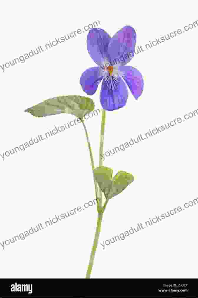 A Close Up Photograph Of A Single Violet White Flower, Revealing Its Intricate Petals And Vibrant Purple Center. Tidings Of Holiday Joy Violet White