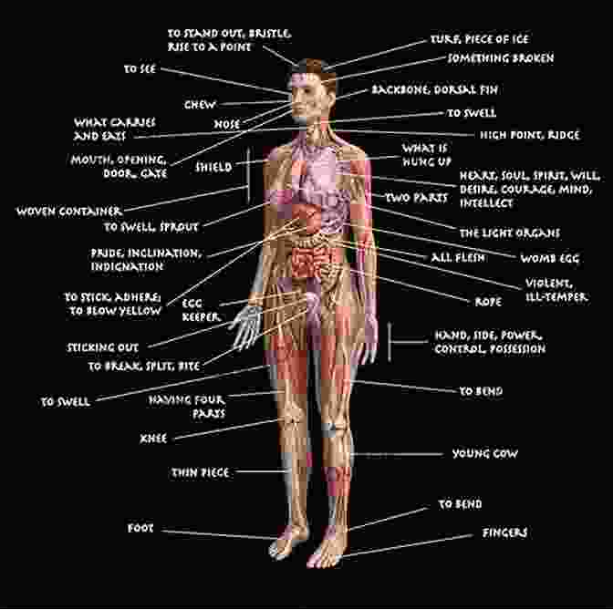 A Detailed Diagram Of Human Anatomy, With Annotations Highlighting The Most Desirable Cuts For Cannibal Consumption The Villainpunk Cookbook: ( How To Cook Forty Humans )