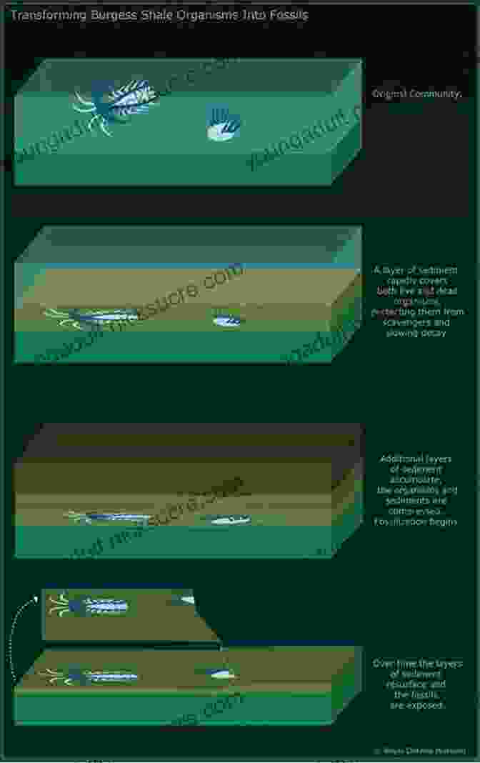 A Diagram Of The Burgess Shale The Story Of Evolution In 25 Discoveries: The Evidence And The People Who Found It