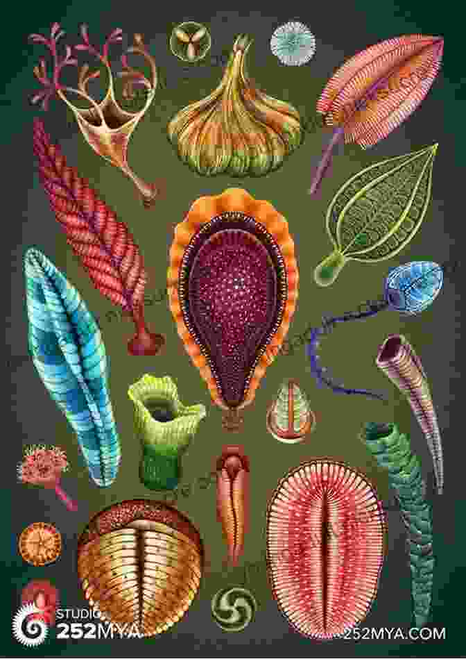 A Diagram Of The Ediacaran Biota The Story Of Evolution In 25 Discoveries: The Evidence And The People Who Found It