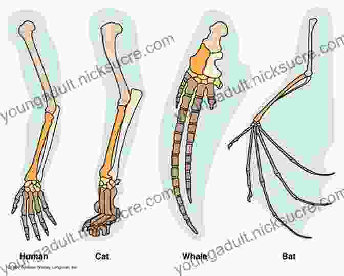 A Diagram Of The Homologous Structures Of The Forelimbs Of A Human, A Dog, A Bat, And A Whale The Story Of Evolution In 25 Discoveries: The Evidence And The People Who Found It