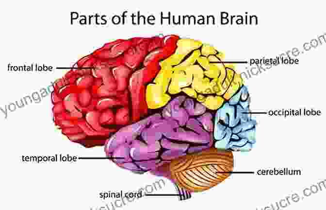 A Diagram Of The Human Brain. Conscious Mind Resonant Brain: How Each Brain Makes A Mind