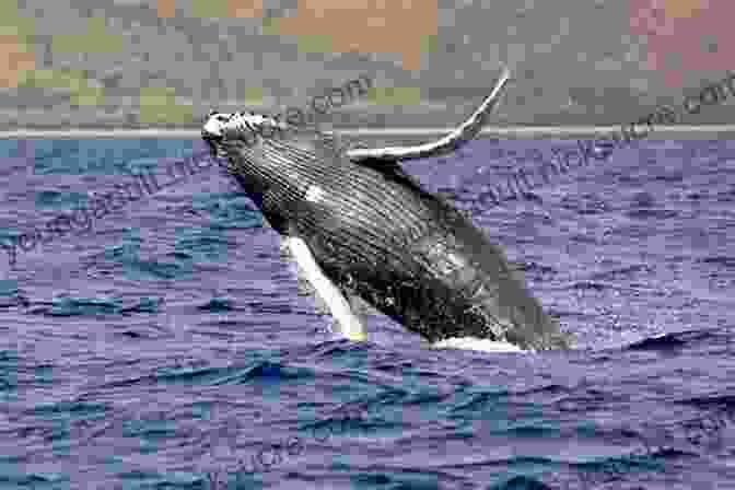 A Humpback Whale Breaches The Ocean's Surface, Its Massive Body And Fluke Visible Against The Horizon. Oregon Day Trips By Theme (Day Trip Series)