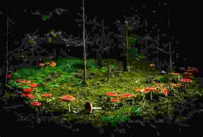 A Secret Fairy Ring In The Forest The Secret Commonwealth Of Elves Fauns And Fairies