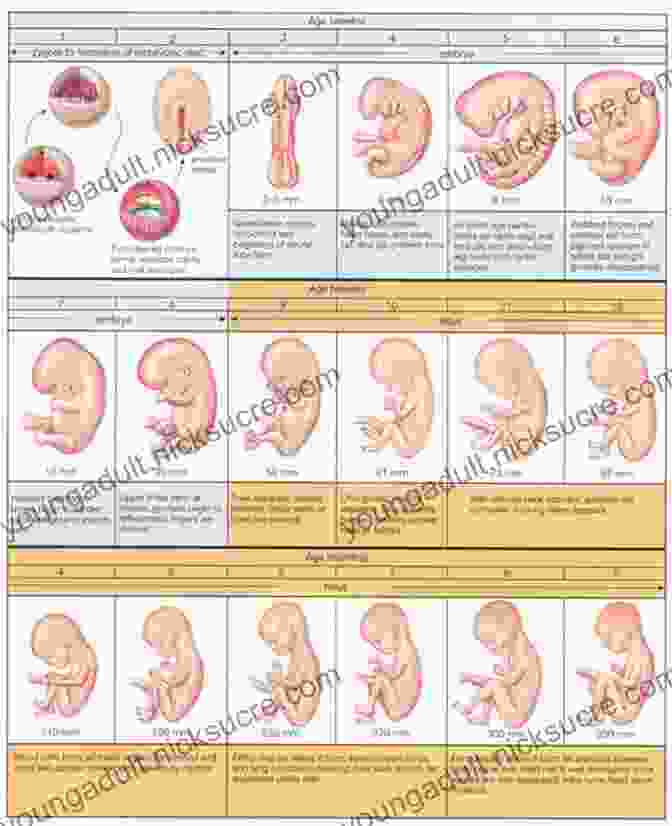 A Series Of Images Showing The Development Of A Human Embryo The Story Of Evolution In 25 Discoveries: The Evidence And The People Who Found It