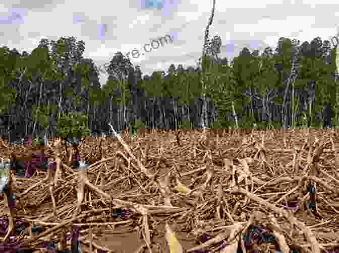 An Image Of A Deforested Landscape Losing Earth: A Recent History