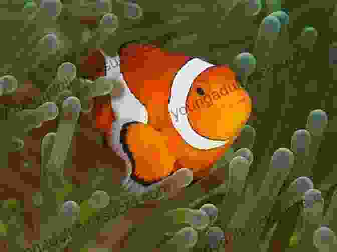 Clownfish Sheltering Within A Sea Anemone Coral Reef Curiosities: Intrigue Deception And Wonder On The Reef And Beyond