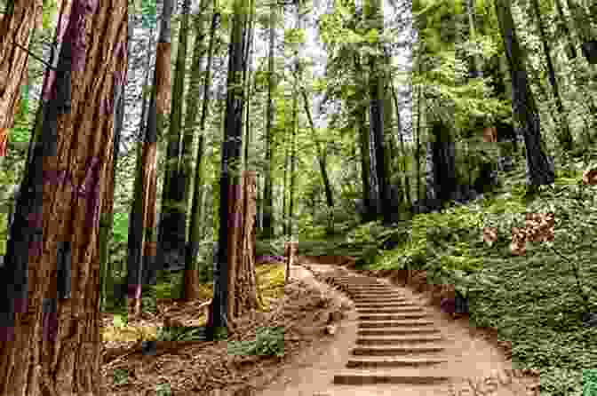 Hike Through A Majestic Redwood Forest On The Muir Woods National Monument Trail. Top Trails: Shenandoah National Park: 50 Must Do Hikes For Everyone