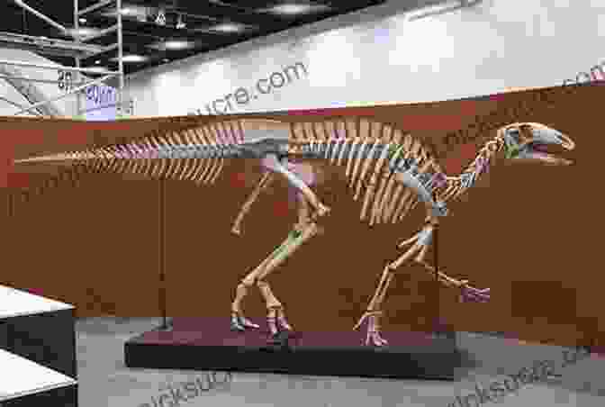 Iguanodon Skeleton The Story Of The Dinosaurs In 25 Discoveries: Amazing Fossils And The People Who Found Them