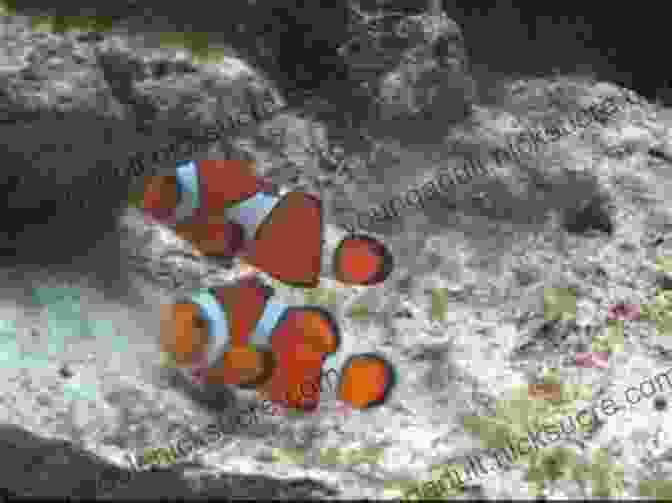 Pair Of Clownfish Performing A Courtship Dance Coral Reef Curiosities: Intrigue Deception And Wonder On The Reef And Beyond