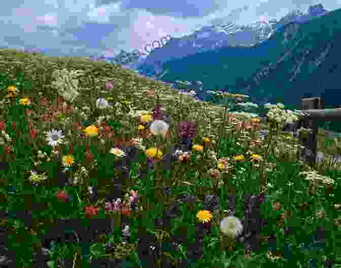 Panoramic View Of An Alpine Meadow In The Alps, Covered In Colorful Wildflowers Alta Via 2 Trekking In The Dolomites: Includes 1:25 000 Map Booklet With Alta Vie 3 6 In Outline