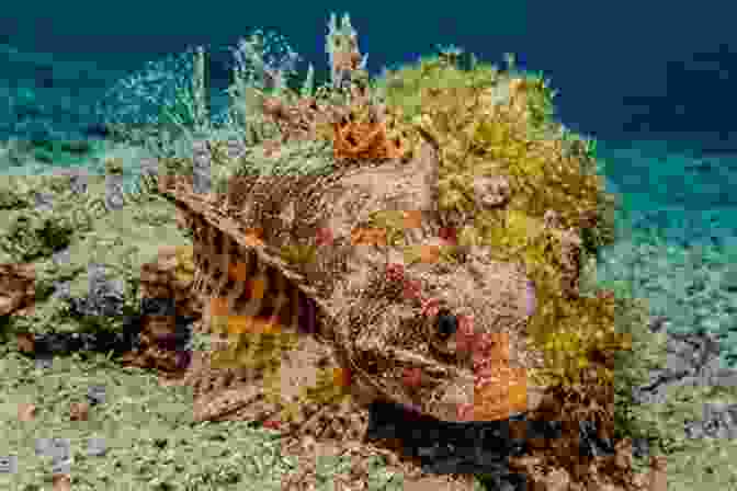 Scorpionfish Camouflaged On The Ocean Floor Coral Reef Curiosities: Intrigue Deception And Wonder On The Reef And Beyond