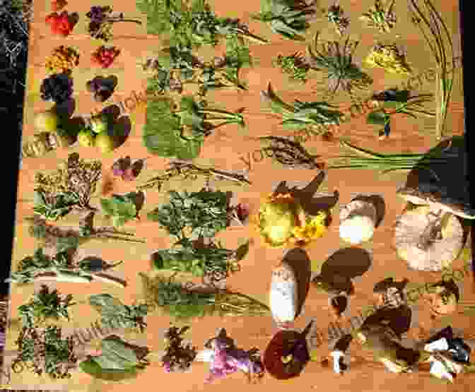 Woman Foraging For Edible Wild Plants In The Wilderness Unlearn Rewild: Earth Skills Ideas And Inspiration For The Future Primitive